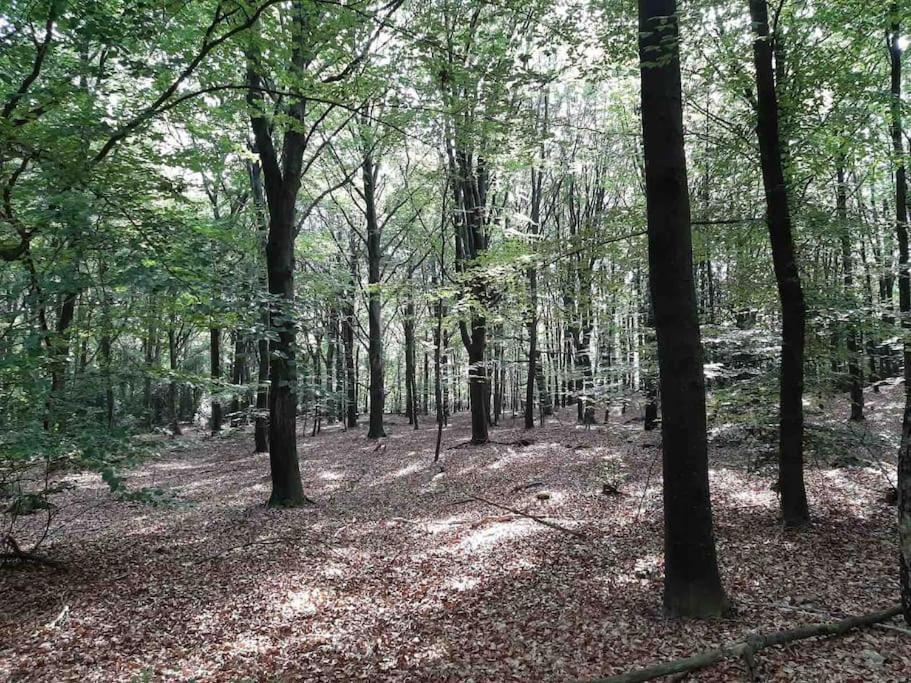 Vakantiehuis Eikzicht Gelegen Aan Het Bos Elsloo  Luaran gambar